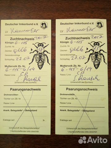 Пчелопакеты, Пчеломатки плодные Бакфаст F1 купить на Зозу.ру - фотография № 4