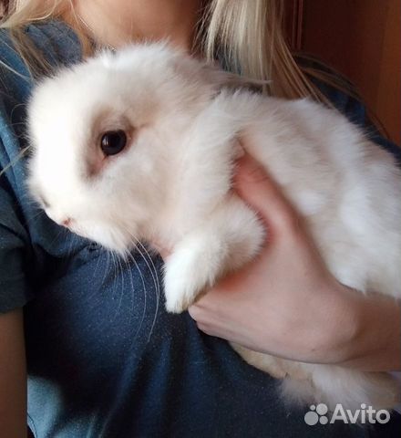 Белый Кролик "Алиса в Стране Чудес" купить на Зозу.ру - фотография № 5