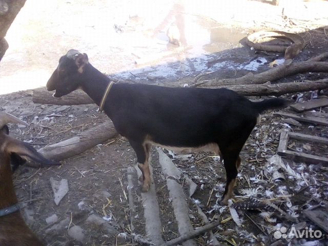 Камерунская коза купить на Зозу.ру - фотография № 5