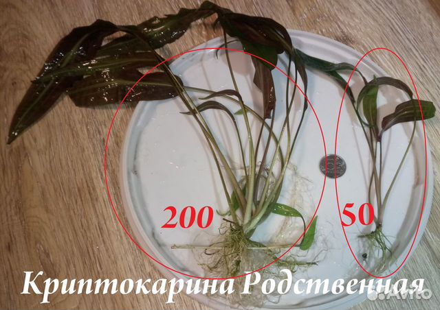 Коридорасы Штерба, макробранхиумы, растения купить на Зозу.ру - фотография № 6