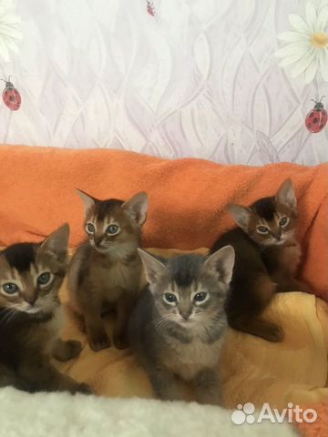 Абиссинские котята купить на Зозу.ру - фотография № 2