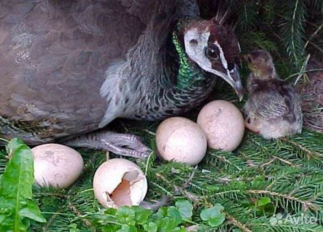 Инкубационное яйцо индийского павлина купить на Зозу.ру - фотография № 1