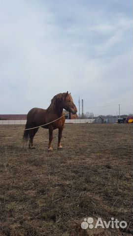 Жеребец, лошадь купить на Зозу.ру - фотография № 3