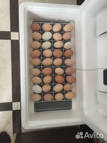 Продаются яйца деревенские, оплодотворённые купить на Зозу.ру - фотография № 1