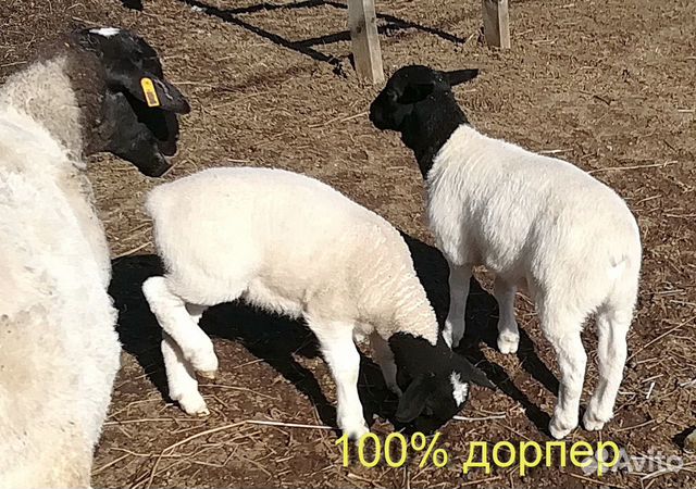 Овцы ягнята купить на Зозу.ру - фотография № 10