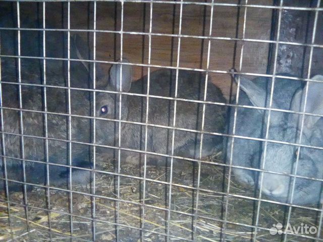 Кролики от 2 месяцев до 6 купить на Зозу.ру - фотография № 7