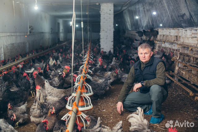 Продается курица возраст 8 мес купить на Зозу.ру - фотография № 5