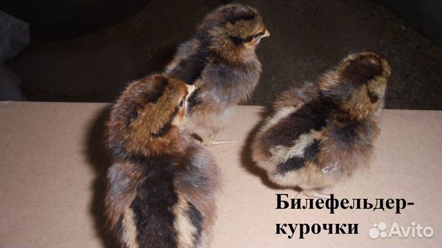 Цыплята Джерсийский гигант, Билефельдер купить на Зозу.ру - фотография № 3