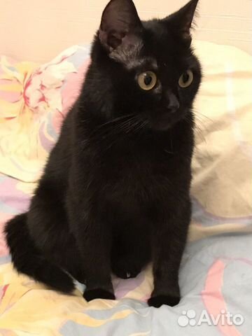 Родились котята редкой породы Бомбей-мини пантера