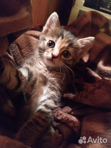 Кошка