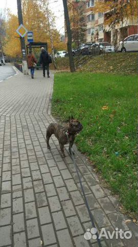 Собака, вязка купить на Зозу.ру - фотография № 3