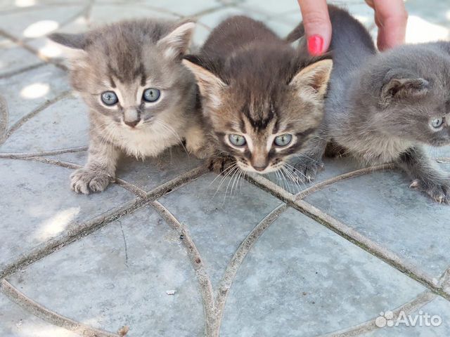 Котята 1,5 месяца) две девочки и один мальчик Котята 1,5 месяца) две девочки и один мальчик