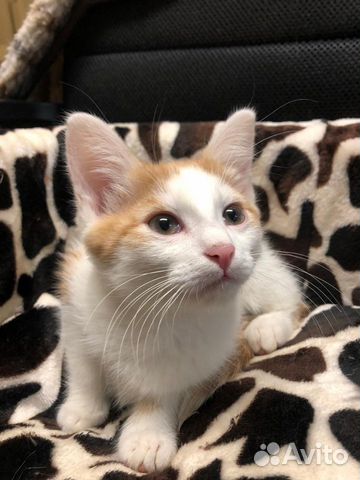 Котёнок ищет дом Котёнок ищет дом