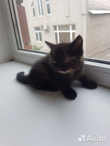 Котята Котята