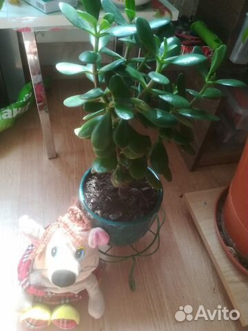 Толстянка (денежное дерево)