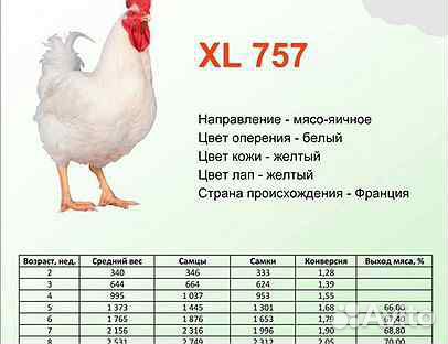 Цыплята суточные Французский бройлер кросс XL757 Цыплята суточные Французский бройлер кросс XL757