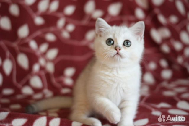 Британская кошечка Британская кошечка