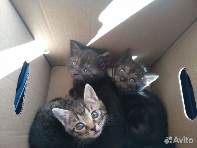 Котята Шотландские метисы