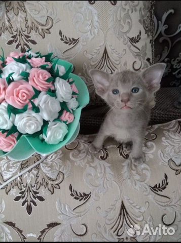 Ориентальные котята Ориентальные котята