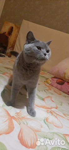 Шотландская кошка в добрые руки Шотландская кошка в добрые руки