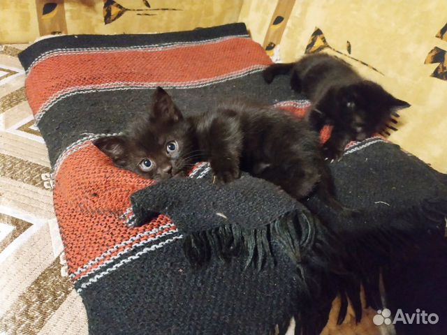 Котята в добрые руки Котята в добрые руки