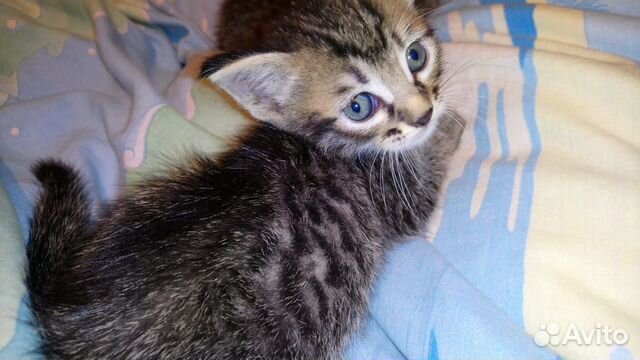 Очень славные котята в дар, 1 мес Очень славные котята в дар, 1 мес