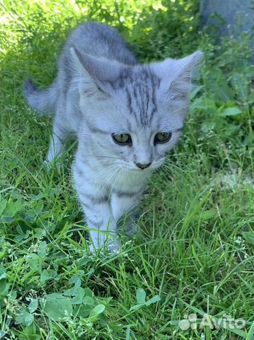 Кошки
