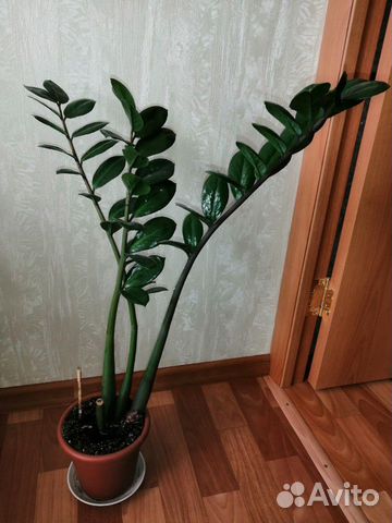 Замиокулькас Замиокулькас