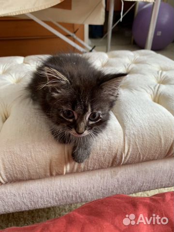 Дарю котёнка Дарю котёнка