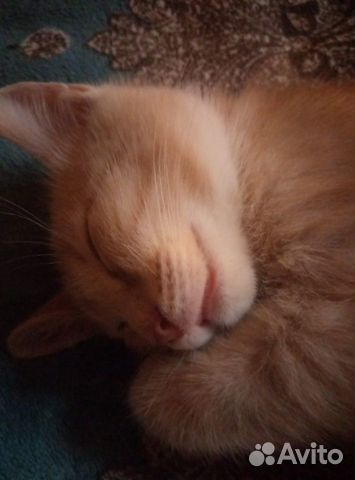 Котята мальчики в добрые руки Котята мальчики в добрые руки