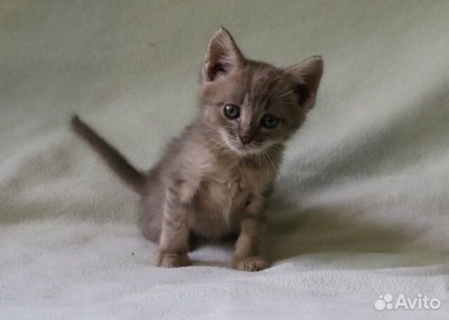 Красивый котёнок в дар Красивый котёнок в дар