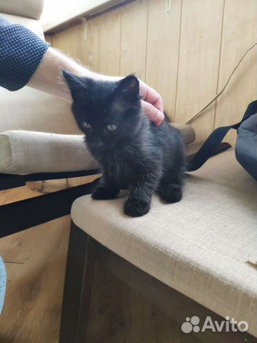 Котенка в добрые руки
