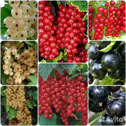 Саженцы Смородины/Крыжовника/Ежевики/Айвы/Малины