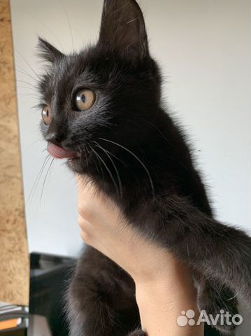 Котенок в добрые руки
