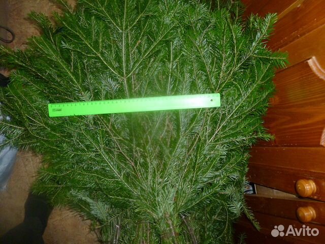 Свежий пихтовый лапник