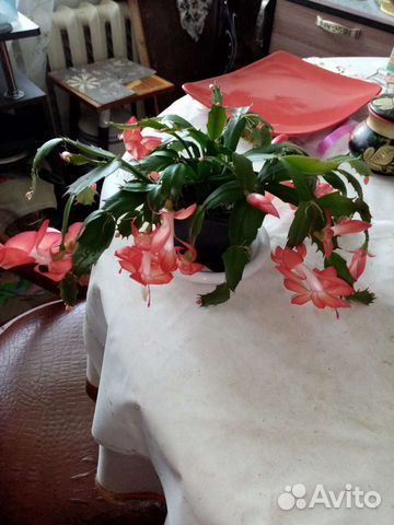 Декабрист комнатный цветок