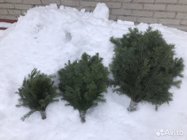 Пихтовые веники, лапник пихтовый, букеты пихтовые