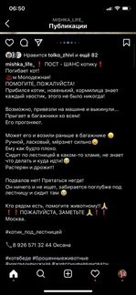 Домашнего кота выкинули на улицу
