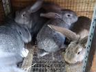 Крупные кроли и крольчата разных пород объявление продам