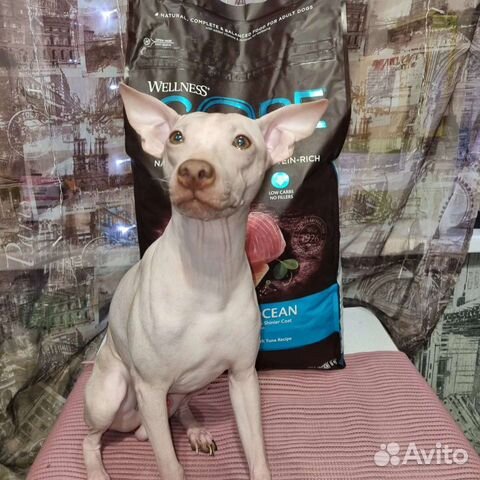 Вязка. Американский голый терьер