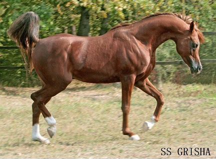 Лошадь Арабская Англо-Арабская Жеребец Кобыла - фотография № 10