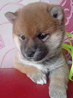 Порода хатико сиба ину. Сиба ину щенок. Авито щенок сиба. Авито щенок сиба. Новорождённые щенки сиба ину.