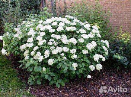 Декоративные кустарники