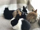 Декоративные кролики объявление продам