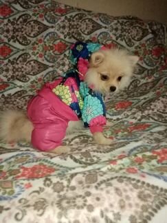 Комбинезоны для собак