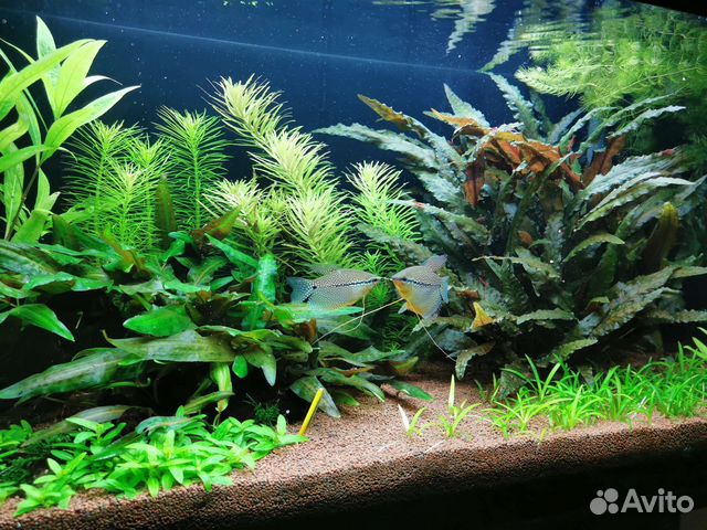 Растения для аквариума