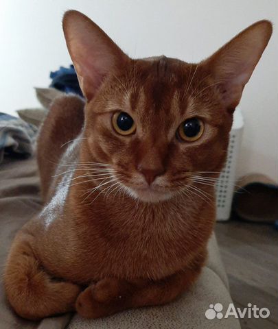 Абиссинский кот на вязку