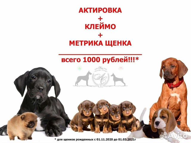 Оформление документов на собак, актировка, клеймен