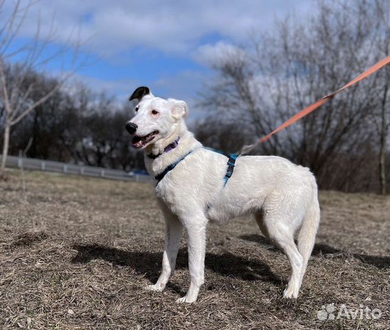 Очаровательный пёс ищет семью