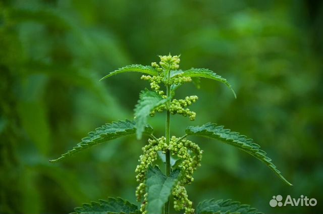 Натуральный без сульфатный шампунь